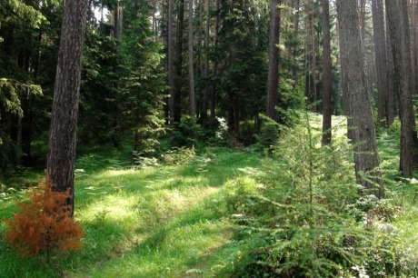 Bienenlehrpfad Reith, Tirol - Wald