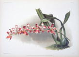 NHM, Wien - Ausstellung Reichenbachs Orchideen