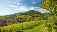 Leinsweiler, Rheinland-Pfalz - Weinanbau
