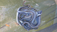 Anguille, Italien - frischer Aal