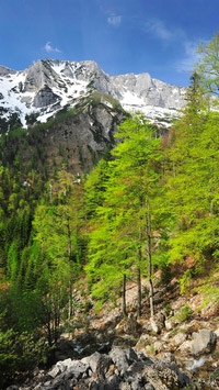 © Nationalpark Kalkalpen / © Sieghartsleitner / Nationalpark Kalkalpen, Österreich - Sengsengebirge / Zum Vergrößern auf das Bild klicken