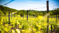 © Kroatische Zentrale für Tourismus / Ivo Biocina / Istrien, Kroatien - Weinflächen / Zum Vergrößern auf das Bild klicken