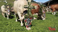 Tux-Finkenberg, Tirol - Kühe auf Alm