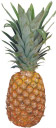 Ananas / Zum Vergrößern auf das Bild klicken