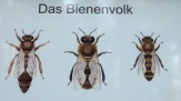 Bienenlehrpfad Reith, Tirol - Bienenvolk / Zum Vergrößern auf das Bild klicken