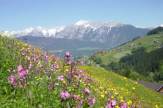 Silberregion Karwendel, Österreich - Blühende Frühlingswiesen / Zum Vergrößern auf das Bild klicken