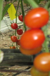 © 55PLUS Medien GmbH / Frunet, Spanien - Tomaten an der Staude / Zum Vergrößern auf das Bild klicken