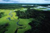Luftaufnahme Amazonasbecken / Zum Vergrößern auf das Bild klicken
