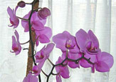 55PLUS Orchidee