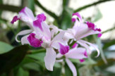 Orchidee auf Madeira / Zum Vergrößern auf das Bild klicken