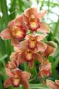 55PLUS Orchideen / Zum Vergrößern auf das Bild klicken