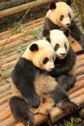 Quengdu, China - Panda-Bär-Nationalpark / Zum Vergrößern auf das Bild klicken