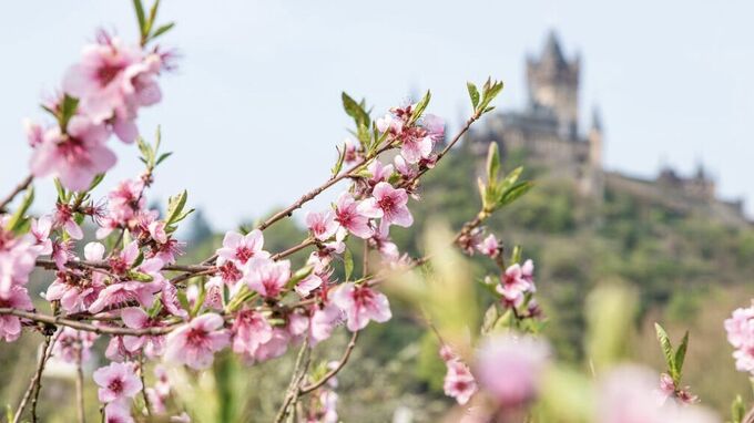 Cochem, Rheinland-Pfalz - Pfirsichblüte