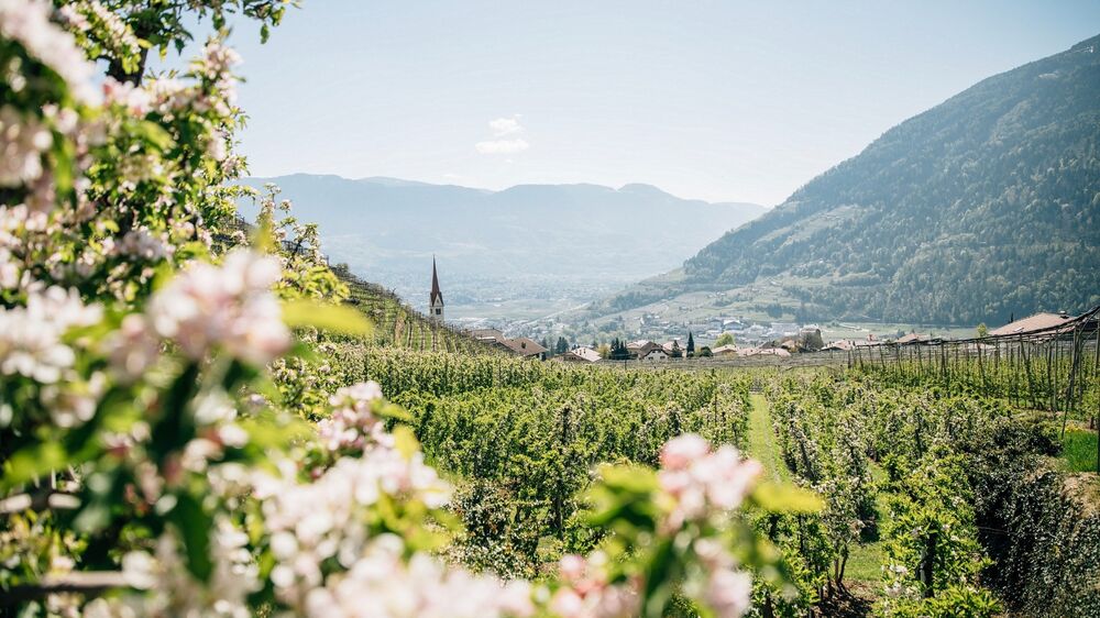 Algund, Südtirol - Weinbau