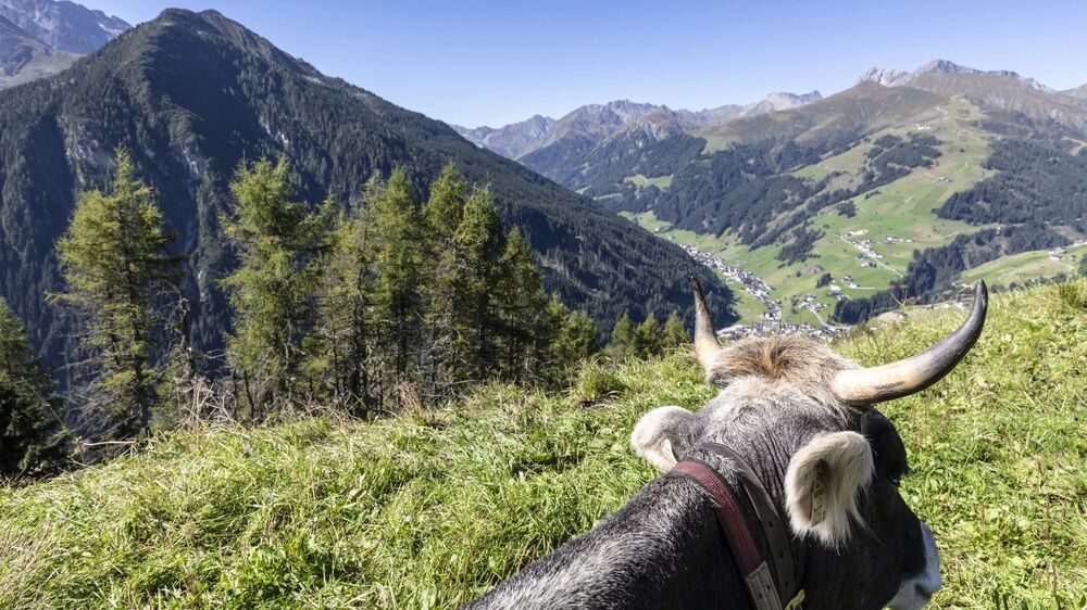Tuxertal, Tirol - Ausblick auf Schrofenalm Kuh