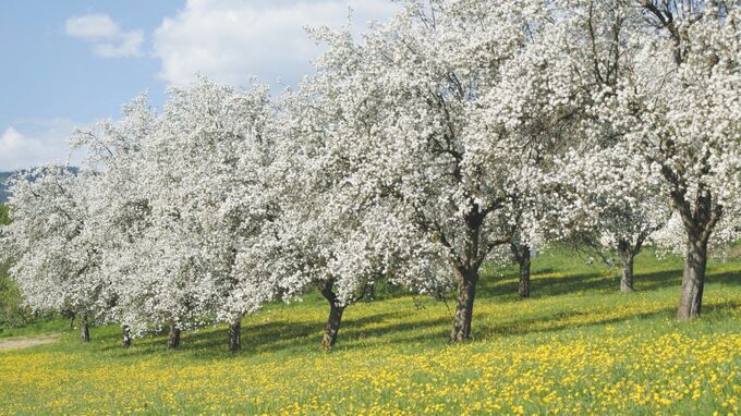Oststeiermark - Frühling Hirschbirnblüten