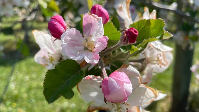 Bodensee, DE - Apfelblüten