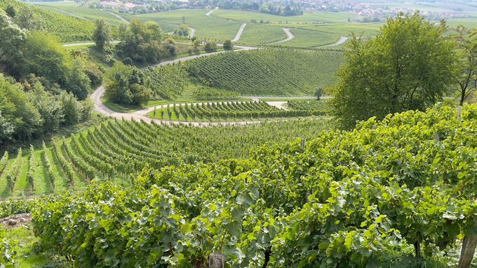 Iphofen, Franken - Weinanbaugebiet