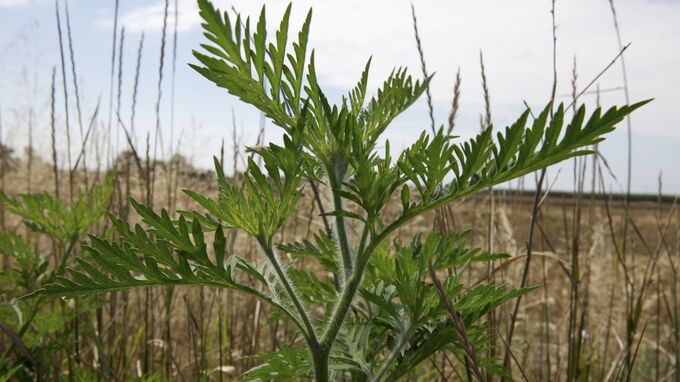 Ragweed - Allergiker-Pflanze