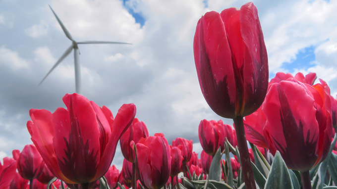 © Tourisme Flevoland / Flevoland, NL - Tulpen mit Windrad / Zum Vergrößern auf das Bild klicken