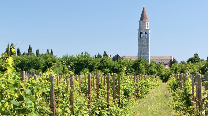 Italien - Weingarten mit Blick auf Aquileia
