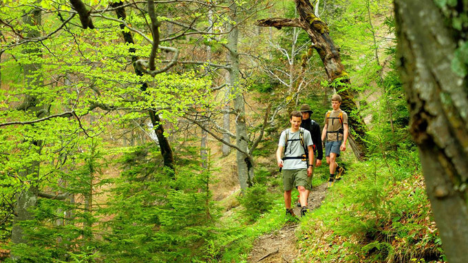 © Nationalpark Kalkalpen / © Sieghartsleitner / Nationalpark Kalkalpen, Österreich - Wildnistrail / Zum Vergrößern auf das Bild klicken