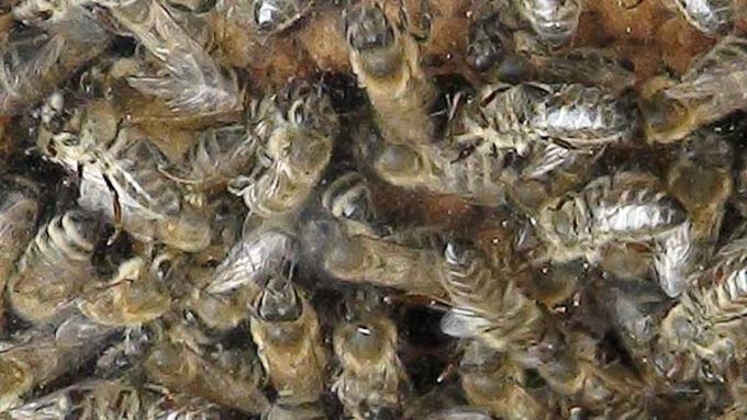 Tirol - Bienenlehrpfad Arbeiterinnen