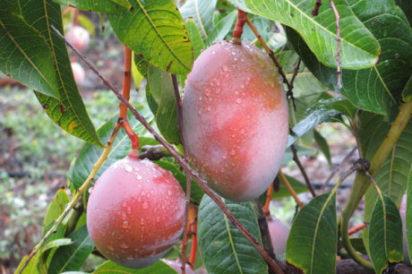 Frunet, Spanien - Mango am Baum