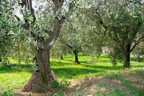 Olivenbäume in der Toskana, Italien