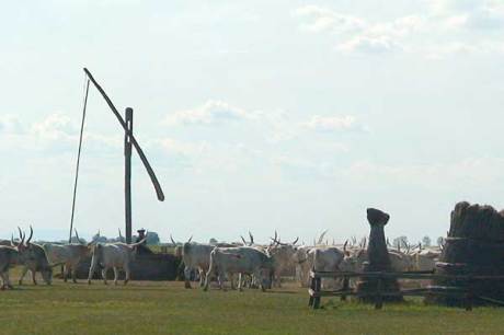 Hortobázy, ungarische Puszta - Rinder bei der Tränke