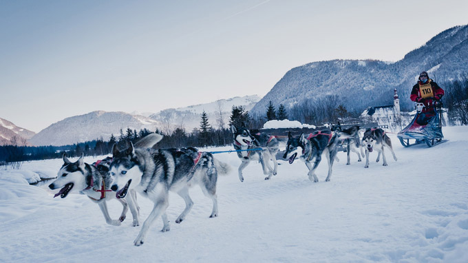 © TVB Pillerseetal / Pillerseetal, Tirol - Schlittenhunderennen / Zum Vergrößern auf das Bild klicken