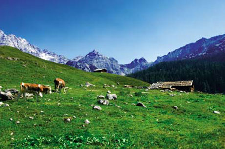 SalzburgerLand - Weidende Kühe auf Almwiese