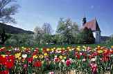 Tulpenfeld am Attersee / Zum Vergrößern auf das Bild klicken