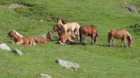 © Edith Spitzer, Wien / Val d`Aran, Spanien - Pferde / Zum Vergrößern auf das Bild klicken