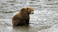 © Anita Arneitz, Klagenfurt / Katmai-Nationalpark, Alaska - Braunbär / Zum Vergrößern auf das Bild klicken