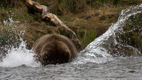© Anita Arneitz, Klagenfurt / Katmai-Nationalpark, Alaska - Braunbär_Lachsfischen / Zum Vergrößern auf das Bild klicken