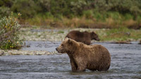 © Anita Arneitz, Klagenfurt / Katmai-Nationalpark, Alaska - Braunbäre / Zum Vergrößern auf das Bild klicken