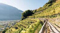 Algund, Südtirol - älteste Weinbaugemeinde