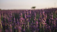 Provence, Frankreich - Lavendel
