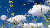 © Bad Wildbad / Blumen und Wolken / Zum Vergrößern auf das Bild klicken