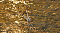 © Nationalpark Donau Auen / Donau Auen - Tierwelt / Zum Vergrößern auf das Bild klicken