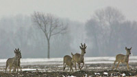 © Nationalpark Donau Auen / Donau Auen - Wildtiere / Zum Vergrößern auf das Bild klicken