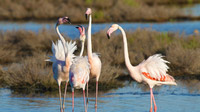 Po-Delta, Italien - Flamingos