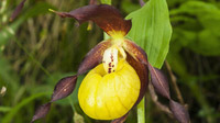 © Nationalpark Kalkalpen / © Sieghartsleitner / Nationalpark Kalkalpen, Österreich - Frauenschuh Orchidee / Zum Vergrößern auf das Bild klicken