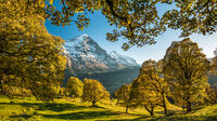 Grindelwald, CH - Herbstbäume