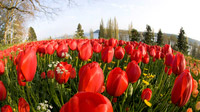 © Internationale Bodensee Tourismus GmbH / Mainau - Blütenpracht / Zum Vergrößern auf das Bild klicken