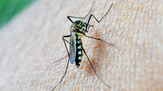 Mosquito_Pixabay