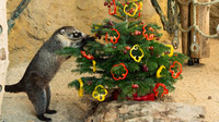 Tiergarten Schönbrunn, Wien - Nasenbär feiert Weihnachten
