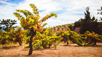 © Visit San Jose / San Jose, USA - Ridge Winery / Zum Vergrößern auf das Bild klicken