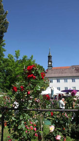 © Tölzer Rosentage / Klostergärten, Bad Tölz / Zum Vergrößern auf das Bild klicken